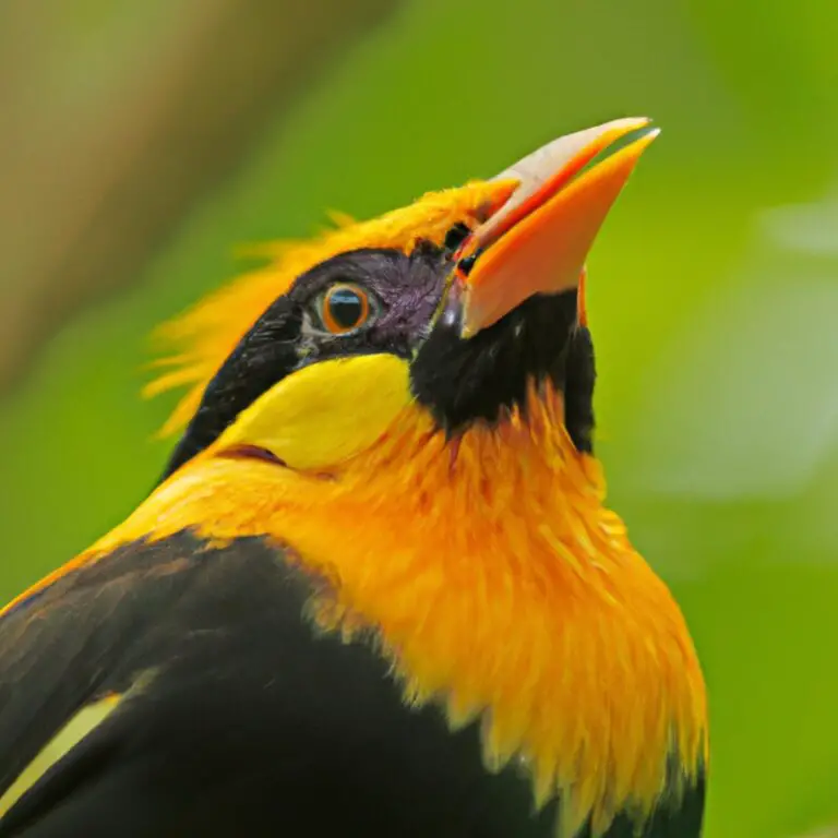 12 Vogels Met Opvallende Schnabbels – De Vreemdste Snavels ooit!