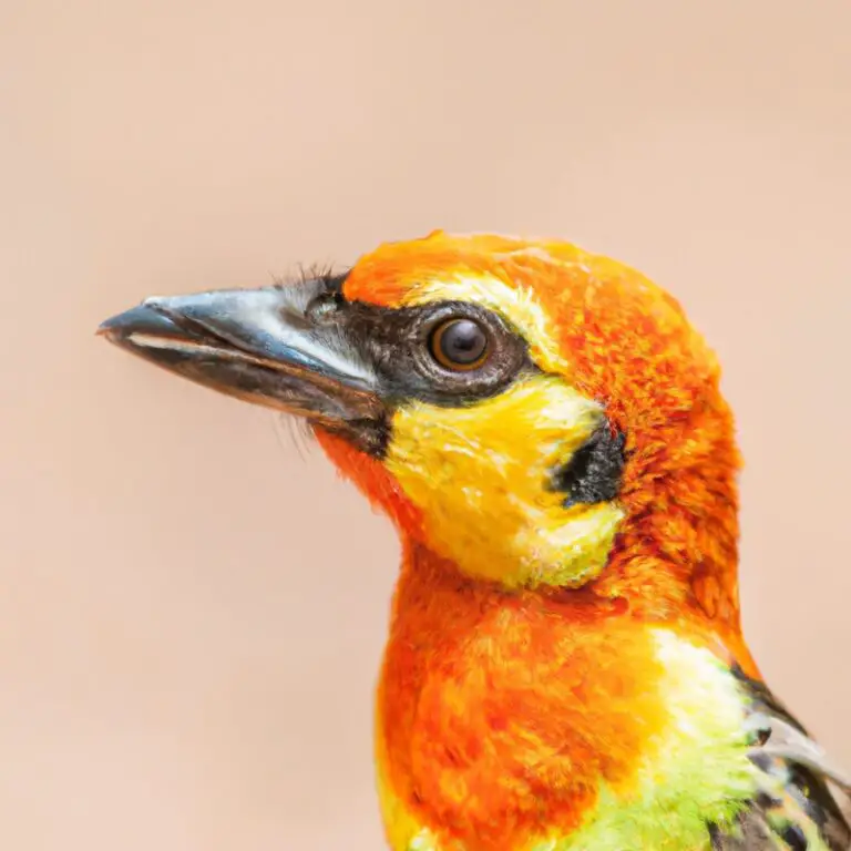 Welke vogels vertonen kleptoparasitisme?
