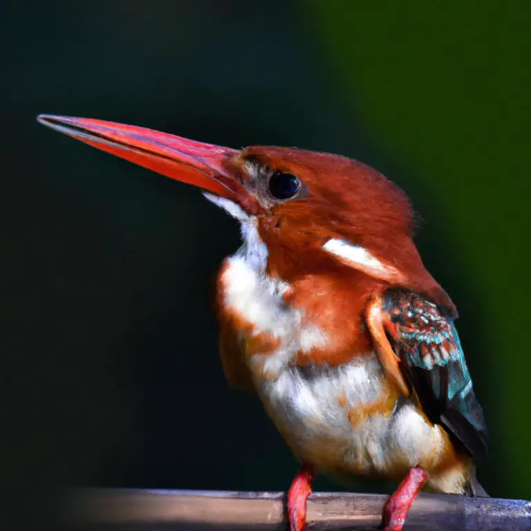20 Vogels Die Je In Nederland Kunt Horen – Ontdek de prachtige vogelgeluiden!