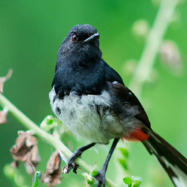 Welke vogels imiteren geluiden van andere dieren?
