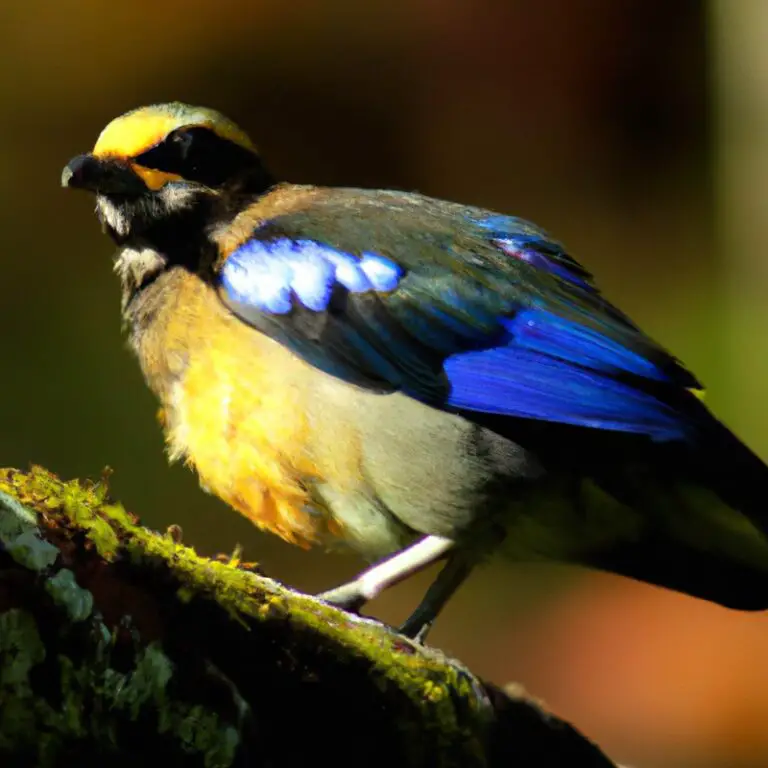 7 Vogels Met Unieke Patronen Op Hun Veren – Ontdek het nu!