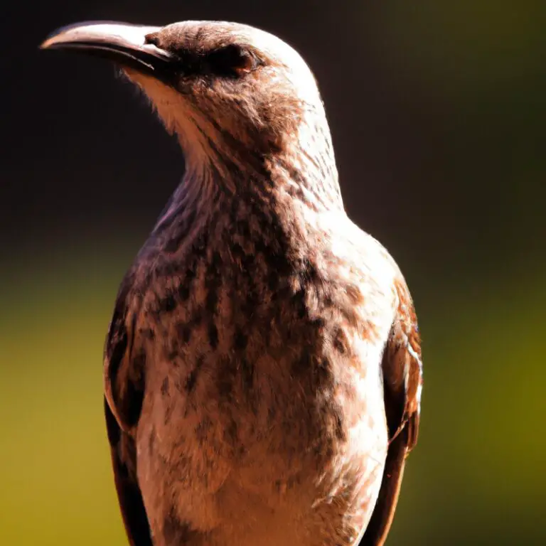 Hoe Detecteren Vogels Roofdieren in de Buurt?