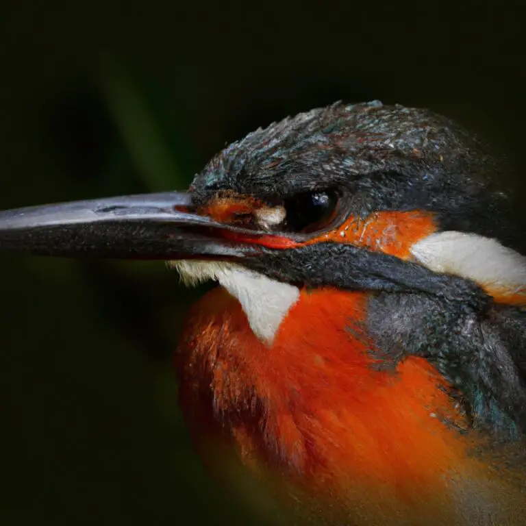 Hoe vinden vogels hun weg tijdens de migratie?