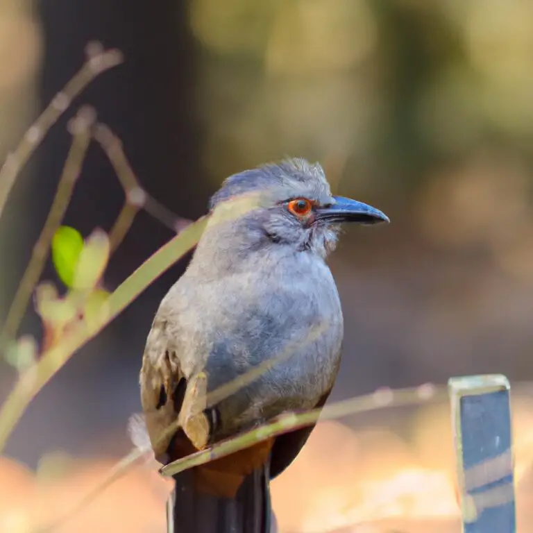 Wat is de functie van zang bij vogels?