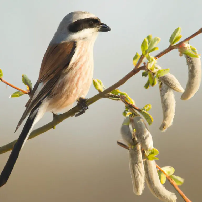 Hoe Verandert de Vogelpopulatie tijdens de Migratie?