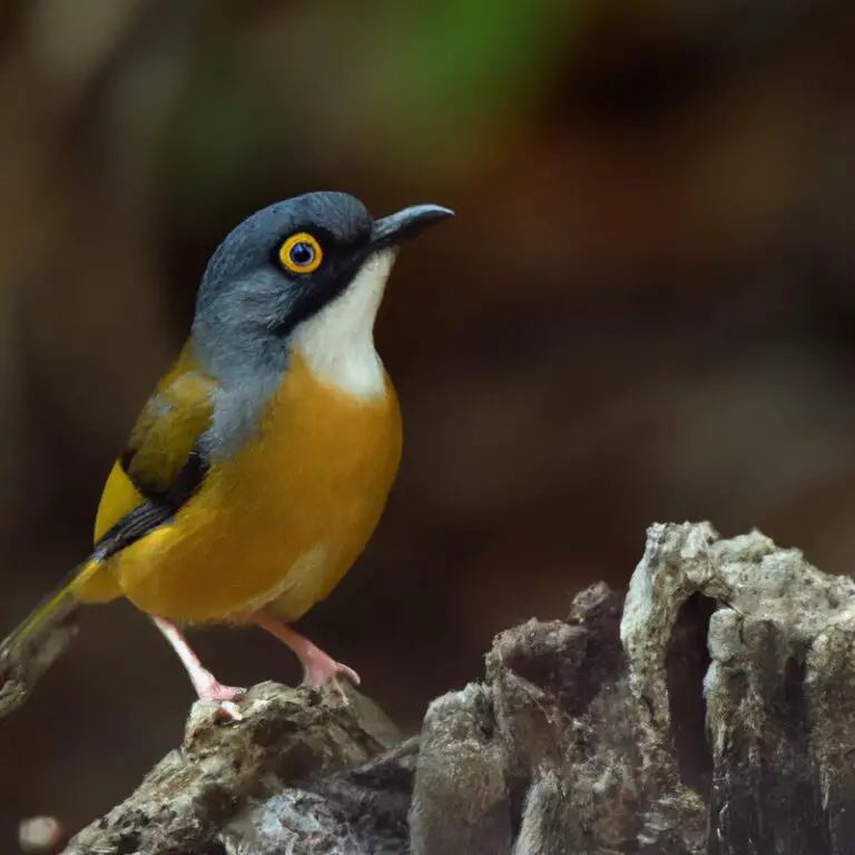 Welke vogels maken gebruik van gezamenlijke nestbouw?