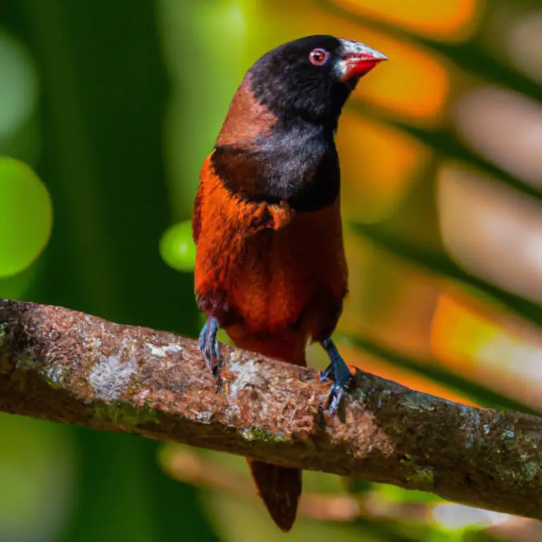 10 Vogels Met Unieke Zanggeluiden – Ontdek het nu!