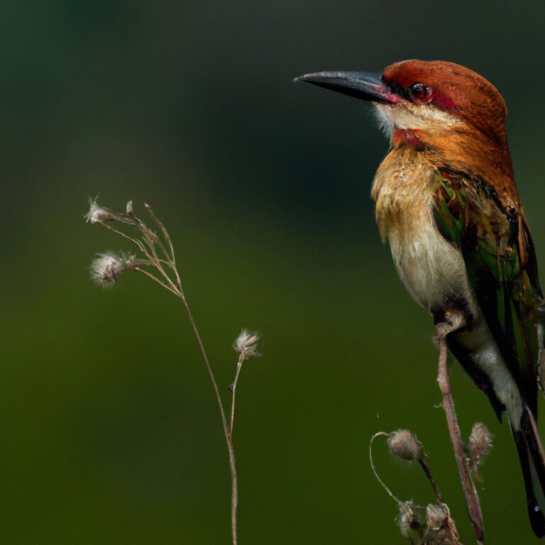20 Vogelgeluiden Om Te Herkennen – Ontdek de zingende schoonheden van de natuur!