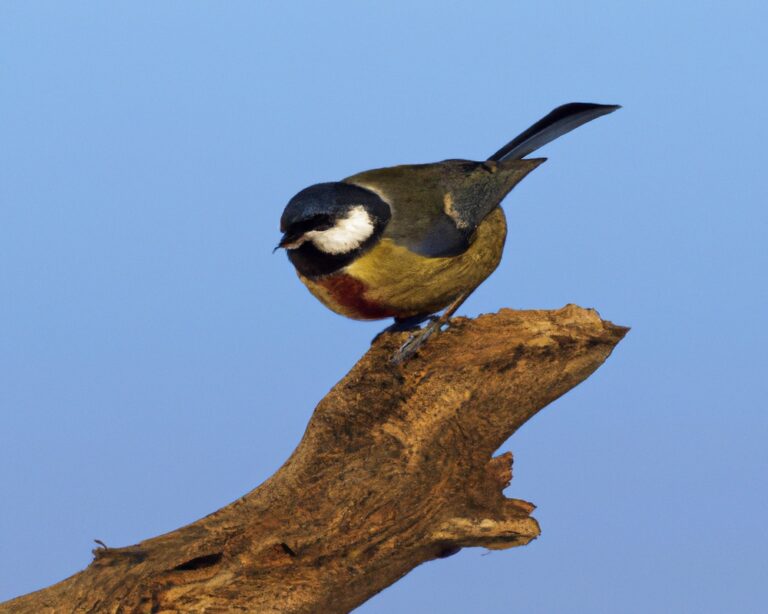 Wat Zijn de Effecten van Invasieve Soorten op Vogelhabitat?