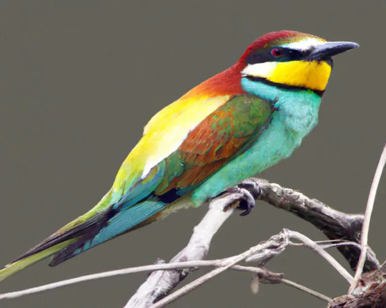 10 vogels die afhankelijk zijn van bosgebieden