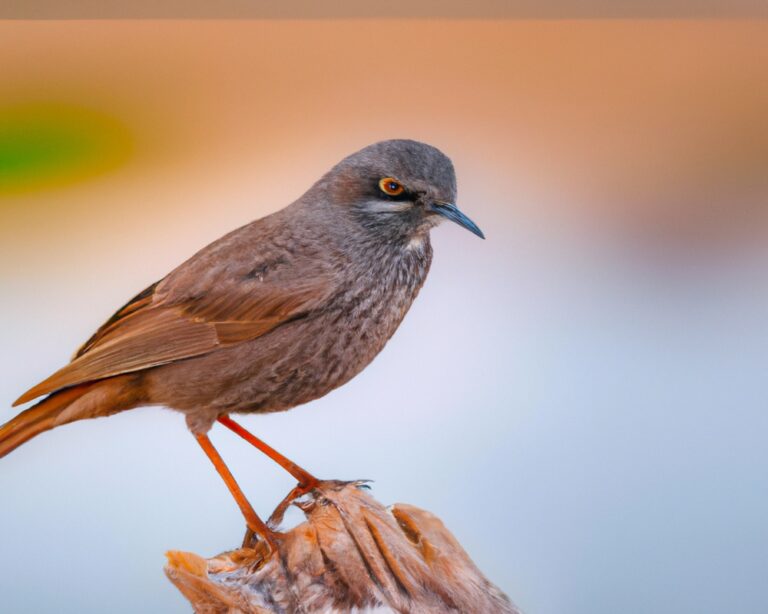 Welke vogelsoorten zijn afhankelijk van specifieke habitats?