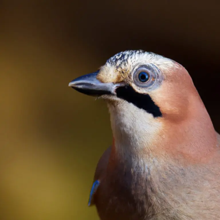 15 Vogels Die Indrukwekkende Duikvluchten Maken – Verbazingwekkend!
