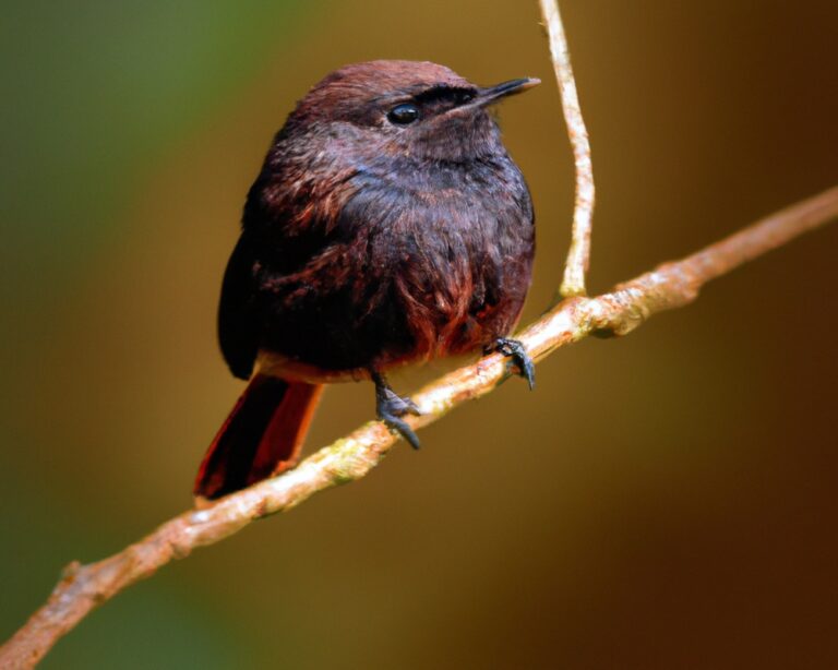 Welke vogelsoorten gedijen in wetlandhabitats?