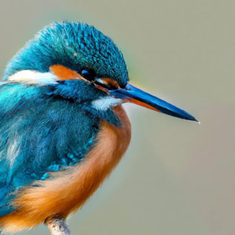 15 Vogels Met Een Kleurrijke Tekening die je moet zien!
