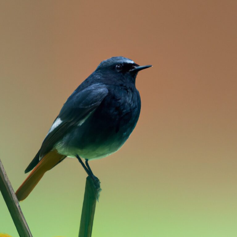 12 Vogels Die Opvallen Door Hun Roep – Ontdek de symfonieën van de natuur
