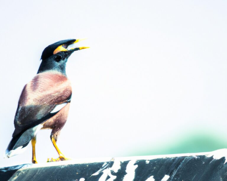 Hoe kunnen we vogels beschermen tegen habitatvernietiging?