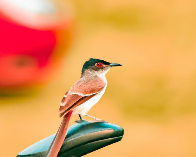 Hoe Kunnen We Vogelhabitat Bevorderen op Industrieterreinen?