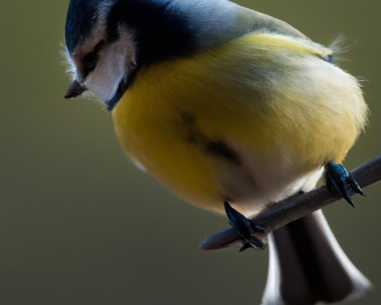 Welke Rol Speelt het Klimaat in Vogelhabitats?