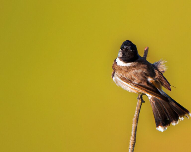 Welke rol spelen wetlands in vogelhabitat?