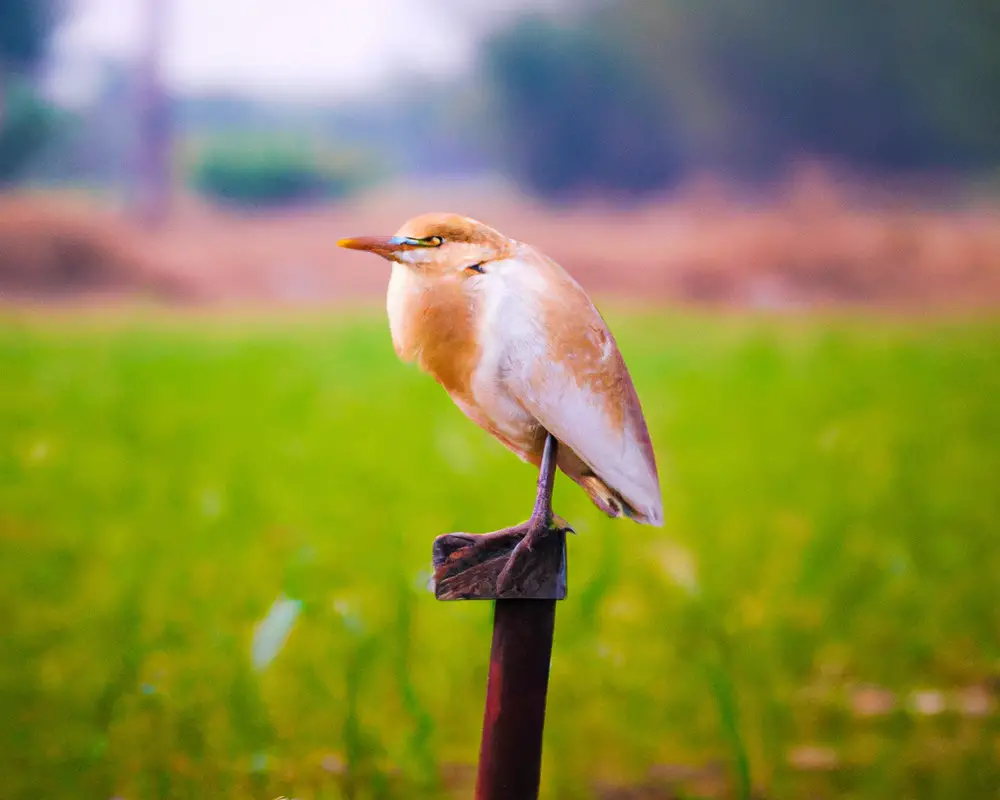 bedreigde vogels habitatvernietiging